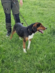 Vincent
