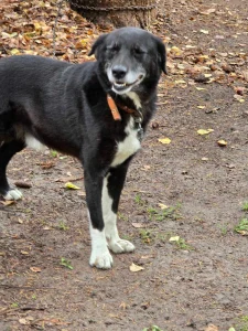 Sammy