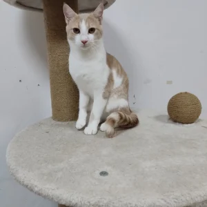 Hugo