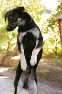 Kovu