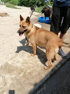 Diega