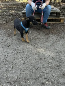 Kovu