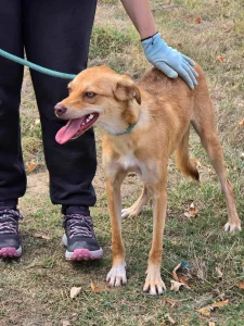 Zira