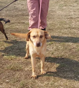 Rizhko