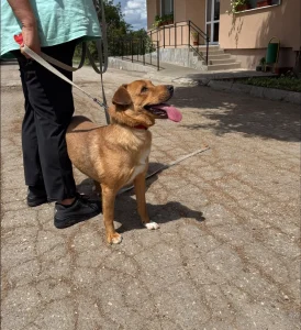 Tala