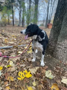 Rocky