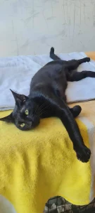 Pami