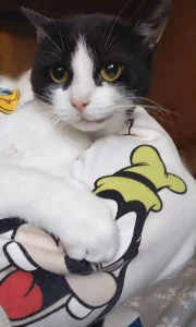 Beni
