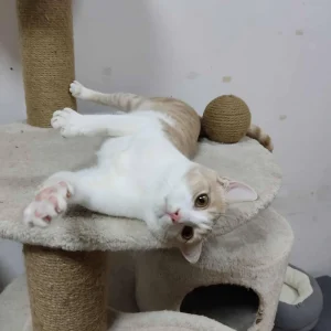 Hugo