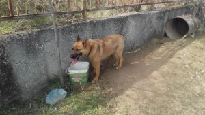 Diega