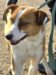 Bibi