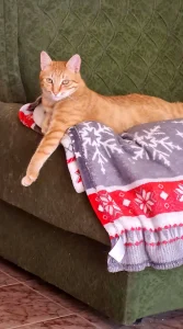 Simba