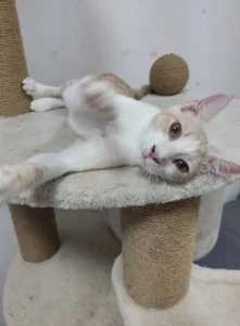 Hugo