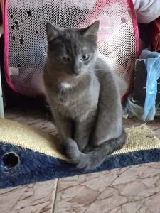 Grey