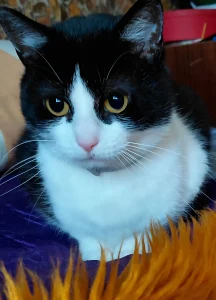 Beni