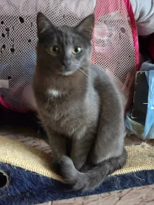 Grey