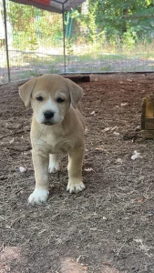 Cooper