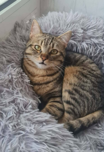 Tiko