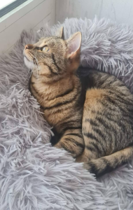 Tiko