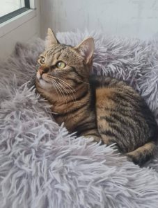 Tiko
