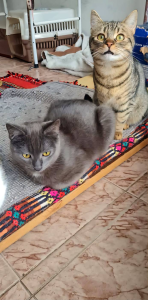 Tiko