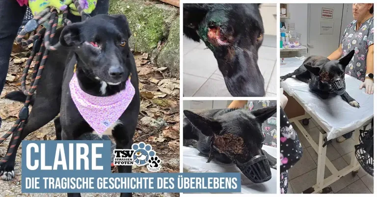 Claires tragische Geschichte des Überlebens