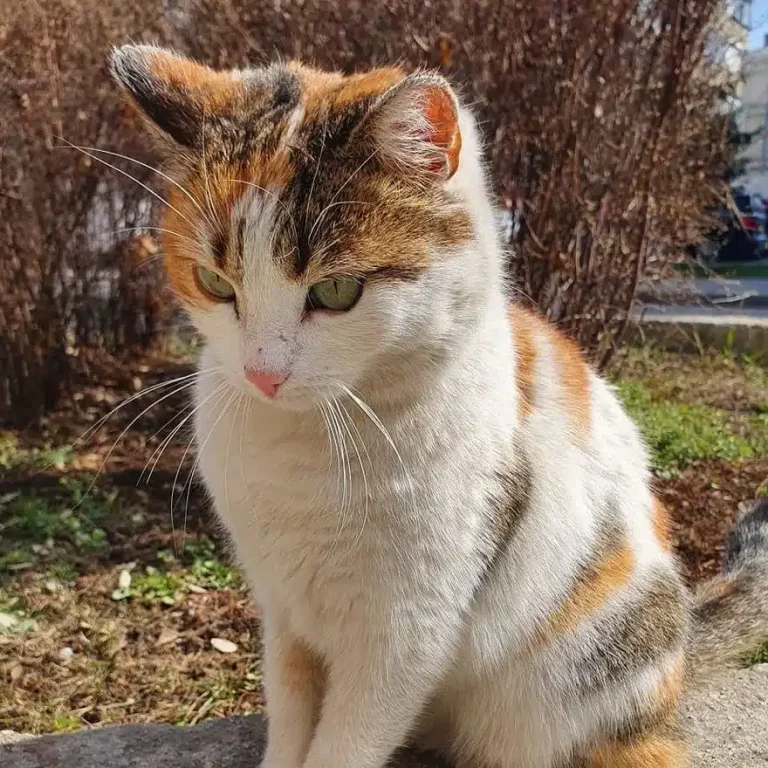 Katzen