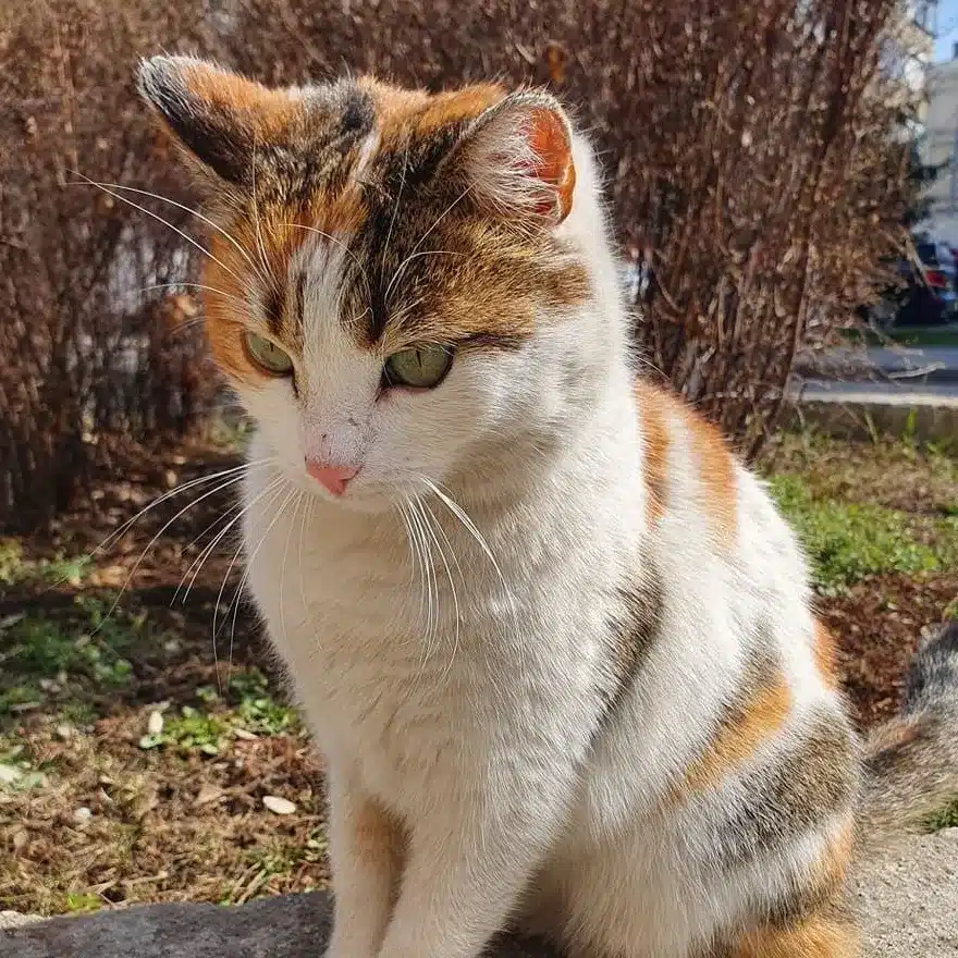 Katzen