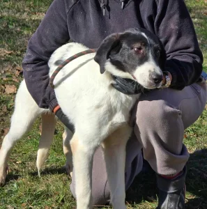 Stella