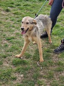 Dina
