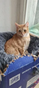 Simba