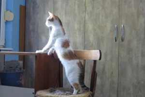 Samba