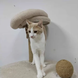 Hugo