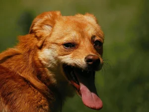 Zira