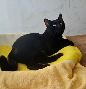 Pami