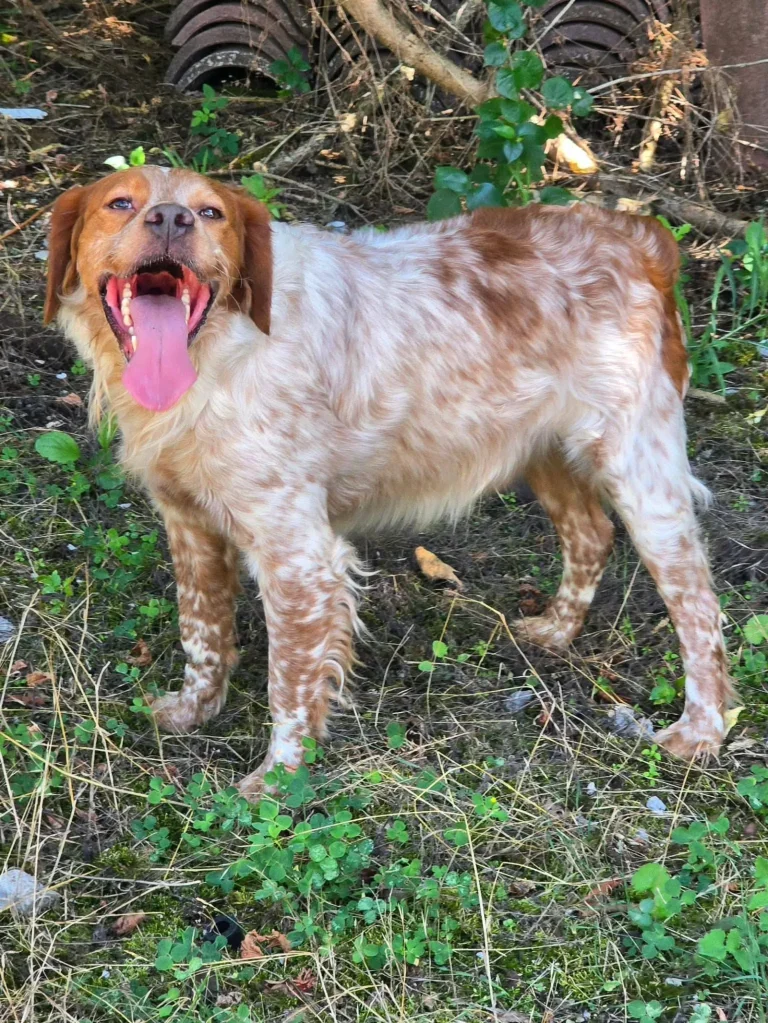 Amos