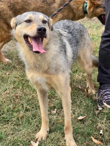 Dina