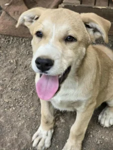 Cooper