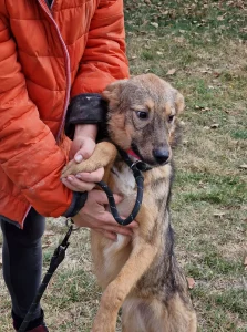 Ada