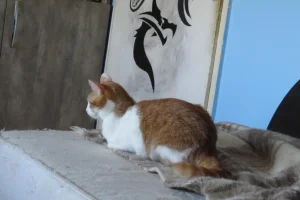 Tango