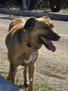 Kaya
