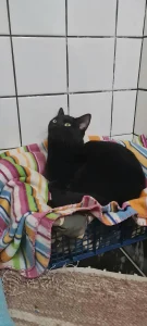 Pami