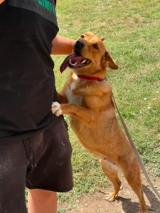 Tala