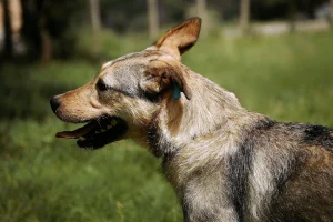Dina