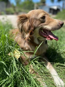 Patch