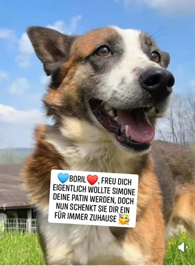 Boril