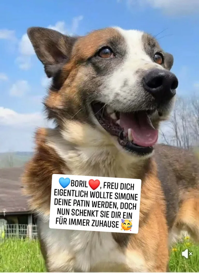 Boril