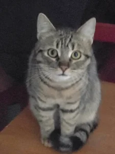 Tiko