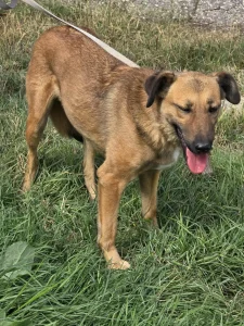Kaya