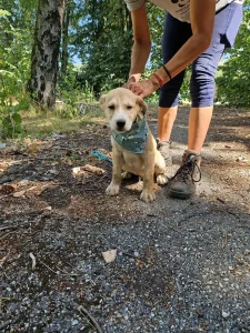 Cooper